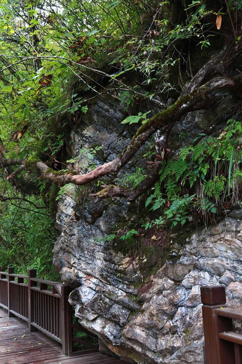 夢(mèng)回甘南仙境，探秘官鵝溝——開啟一場說走就走的自然與文化之旅